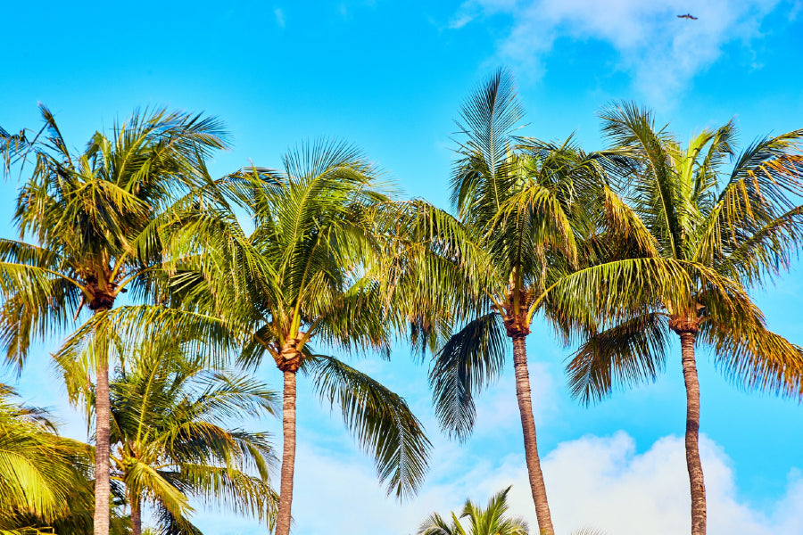 Coconut Palm Trees with Blue Sky Photograph Print 100% Australian Made