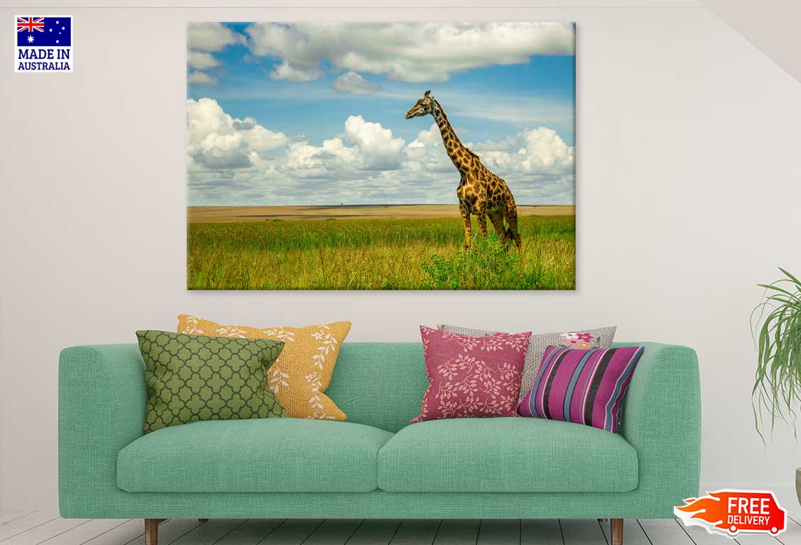 Giraffe on Green Grass Field View Photograph Print 100% Australian Made