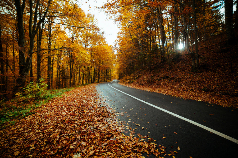 Bella Home Winding Road With Autumn Leaves Print Canvas Ready to hang
