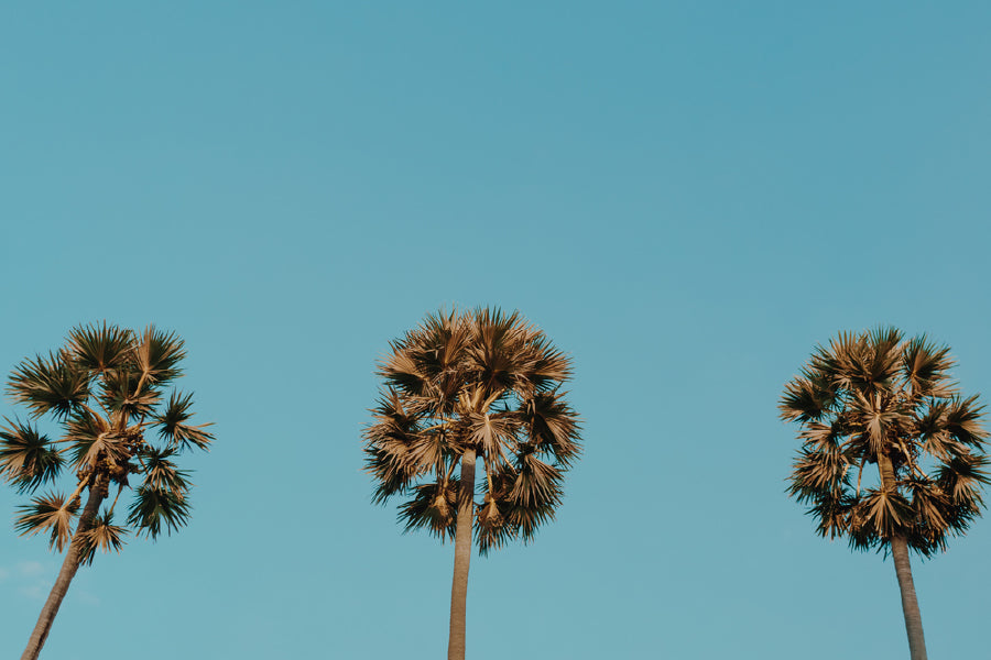 Tropical Palm Trees on Blue Sky Photograph Print 100% Australian Made