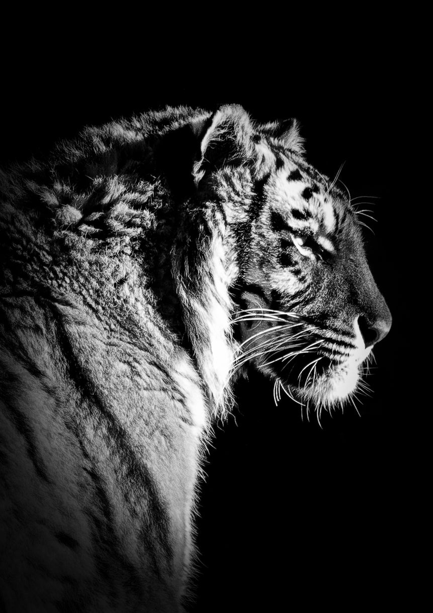 Tiger on Dark Side View B&W Photograph Print 100% Australian Made