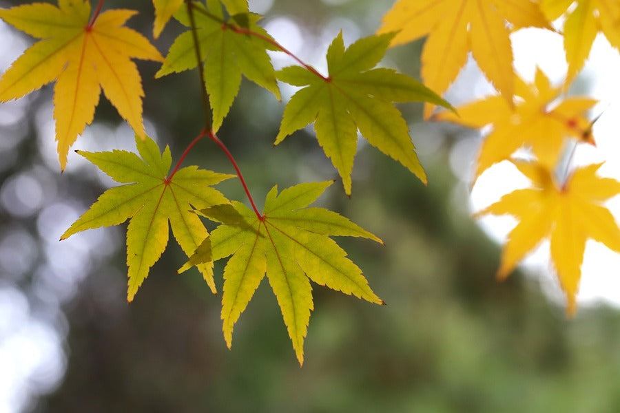 Green & Yellow Maple Leaves Photograph Print 100% Australian Made