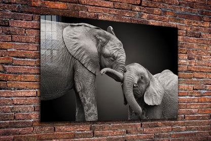 Elephant Baby B&W View Print Tempered Glass Wall Art 100% Made in Australia Ready to Hang