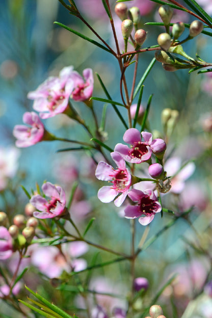 Pink Spring Flowers Closeup View Photograph Print 100% Australian Made