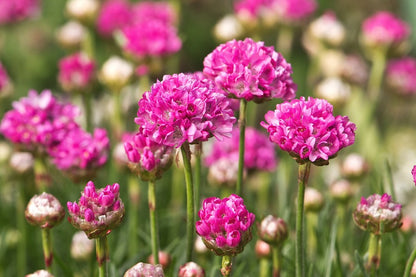 Pink Armeria Maritima Flowers Photograph Print 100% Australian Made