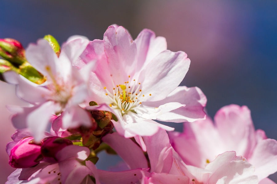 Pink Blossom Flower Closeup Photograph Print 100% Australian Made
