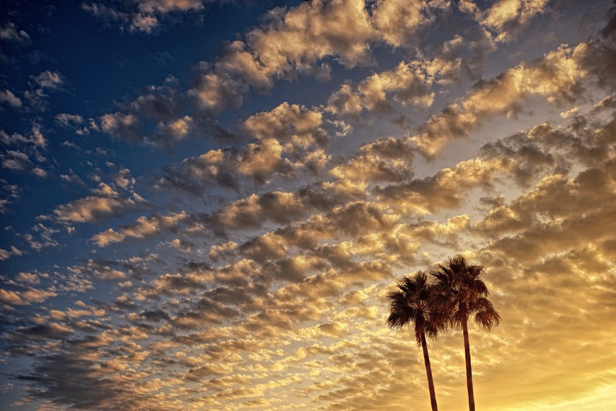 Dark Clouds & Palm Trees Photograph Print 100% Australian Made