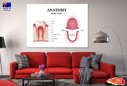 Adult Tooth Anatomy Chart Vector Art Print 100% Australian Made