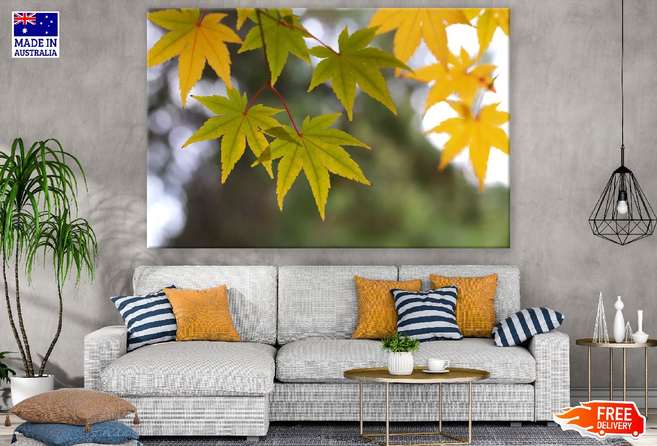 Green & Yellow Maple Leaves Photograph Print 100% Australian Made