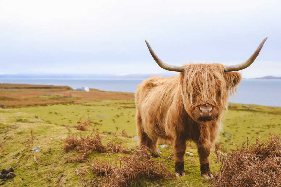 Bella Home Scottish Highland Cow on Field Print Canvas Ready to hang