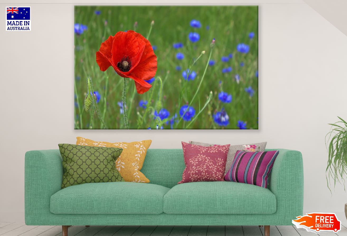 Red Poppy Flower Closeup Photograph Print 100% Australian Made