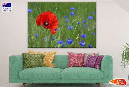Red Poppy Flower Closeup Photograph Print 100% Australian Made