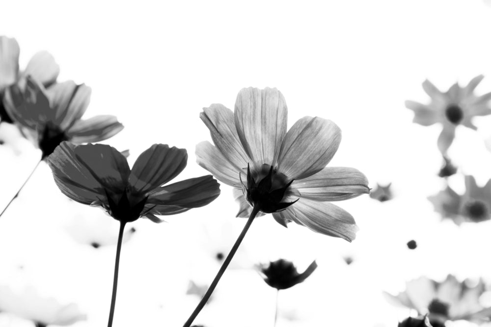 Wallpaper Murals Peel and Stick Removable Pink Cosmos Flowers B&W Photograph High Quality