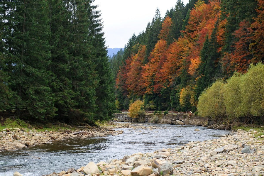River & Autumn Forest Photograph Print 100% Australian Made