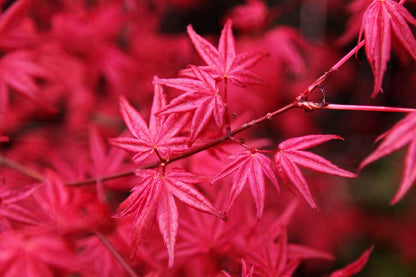 Japanese Maple Tree Leaves Closeup Photograph Print 100% Australian Made