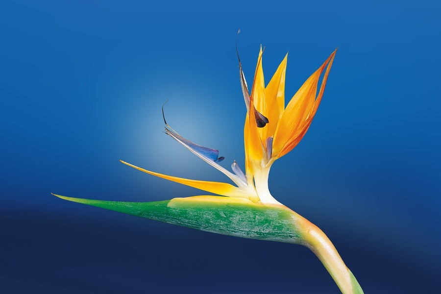 Paradise Flower Closeup Photograph Print 100% Australian Made