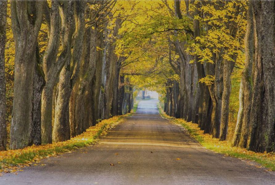 Yellow Trees and road Nature Print 100% Australian Made