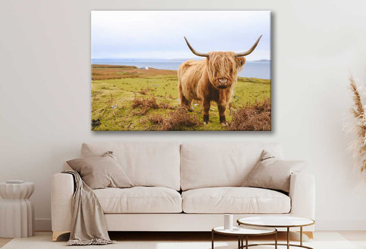 Bella Home Scottish Highland Cow on Field Print Canvas Ready to hang