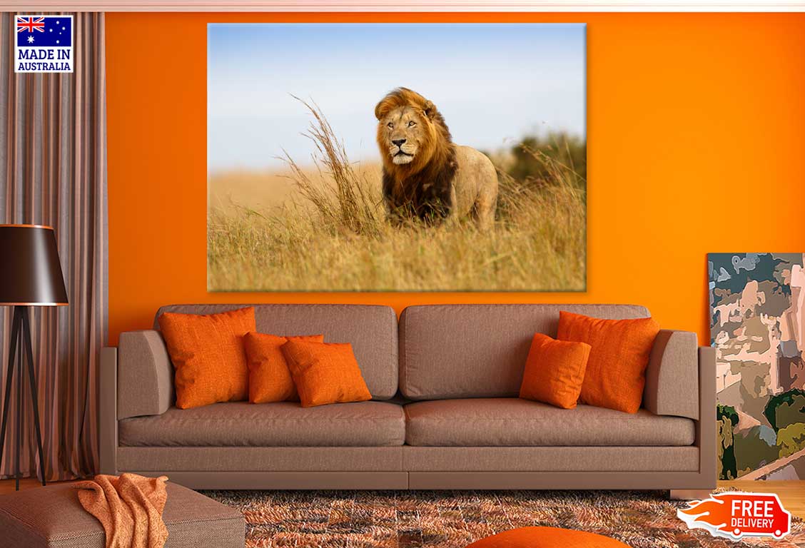 Lion Walking on Grass Field View Photograph Print 100% Australian Made