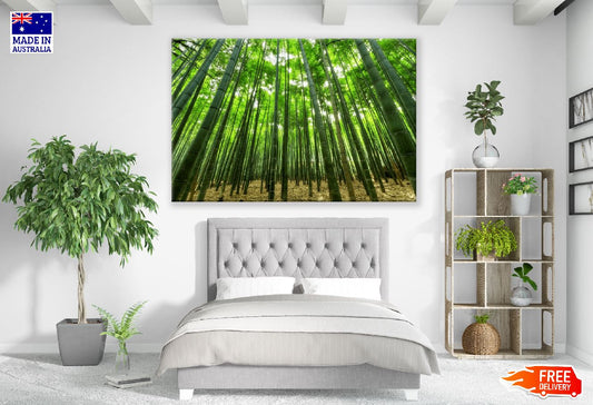 Bamboo Forest Photograph Print 100% Australian Made