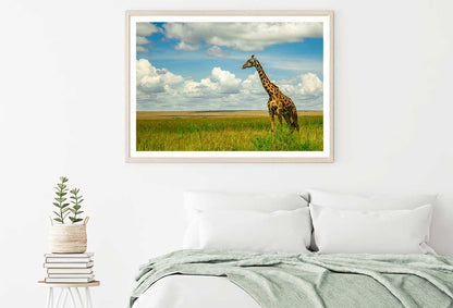 Giraffe on Green Grass Field View Photograph Home Decor Premium Quality Poster Print Choose Your Sizes