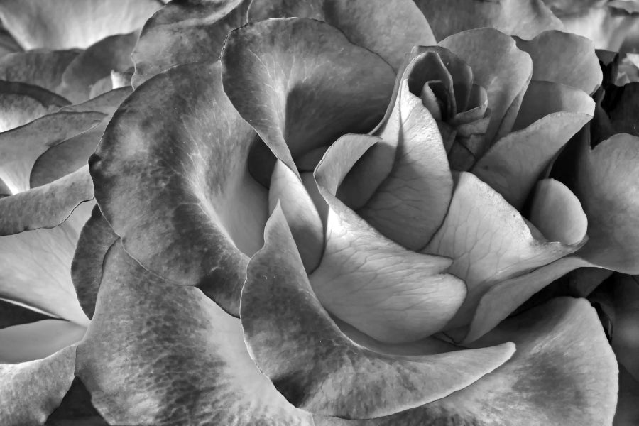 Rose Flower Petals Closeup B&W Photograph Print 100% Australian Made