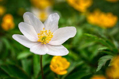 White Anemone Flower Closeup Photograph Print 100% Australian Made
