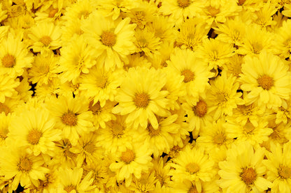 Yellow Daisy Flowers Photograph Print 100% Australian Made