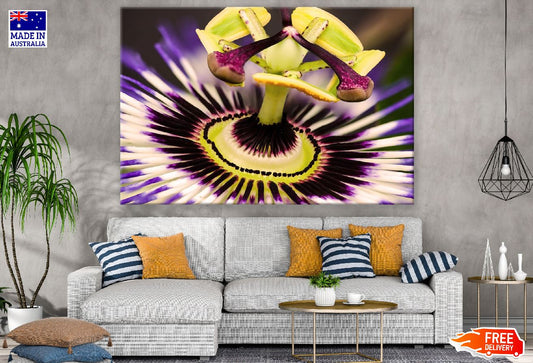 Passion Flower Closeup Macro Photograph Print 100% Australian Made