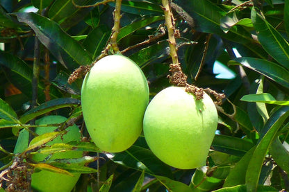 Mango Fruits Closeup Photograph Print 100% Australian Made