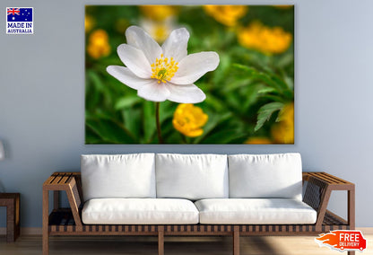 White Anemone Flower Closeup Photograph Print 100% Australian Made