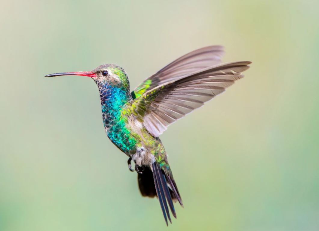 Humming Bird Closeup Photograph Home Decor Premium Quality Poster Print Choose Your Sizes
