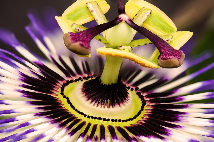 Passion Flower Closeup Macro Photograph Print 100% Australian Made