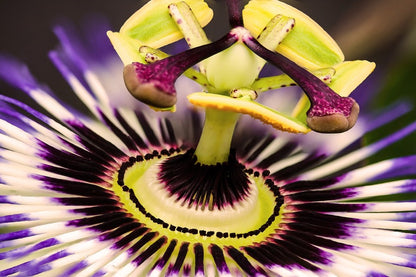 Passion Flower Closeup Macro Photograph Print 100% Australian Made