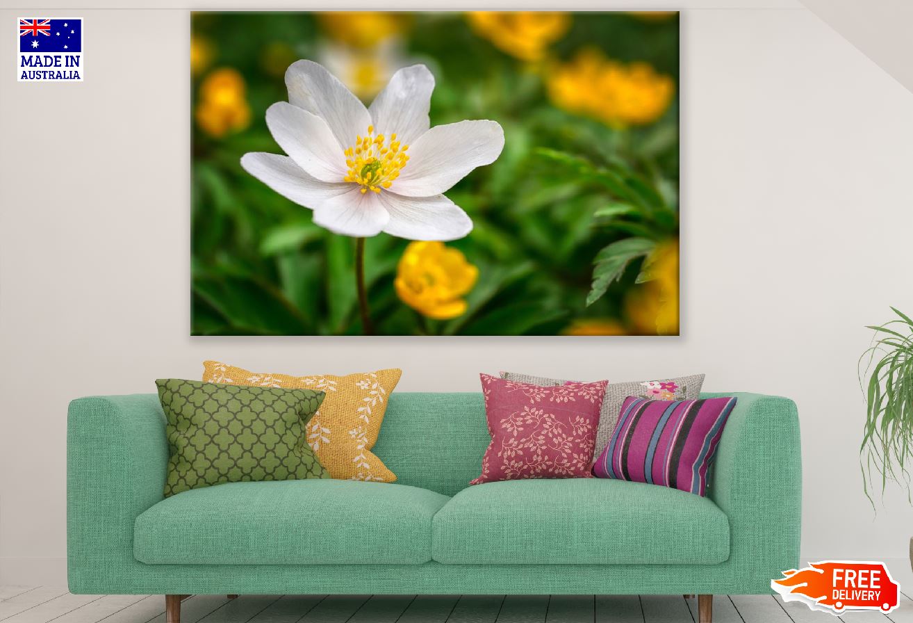 White Anemone Flower Closeup Photograph Print 100% Australian Made