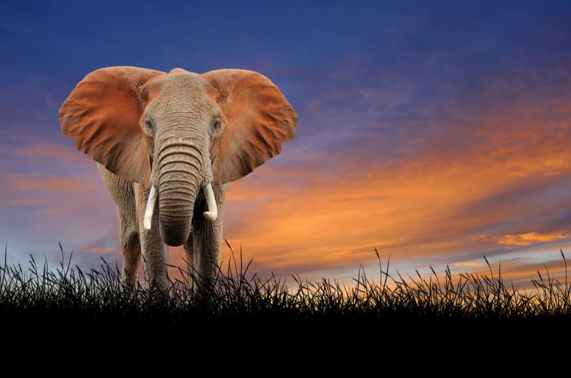 Elephant at Sunset Scenery View Home Decor Premium Quality Poster Print Choose Your Sizes