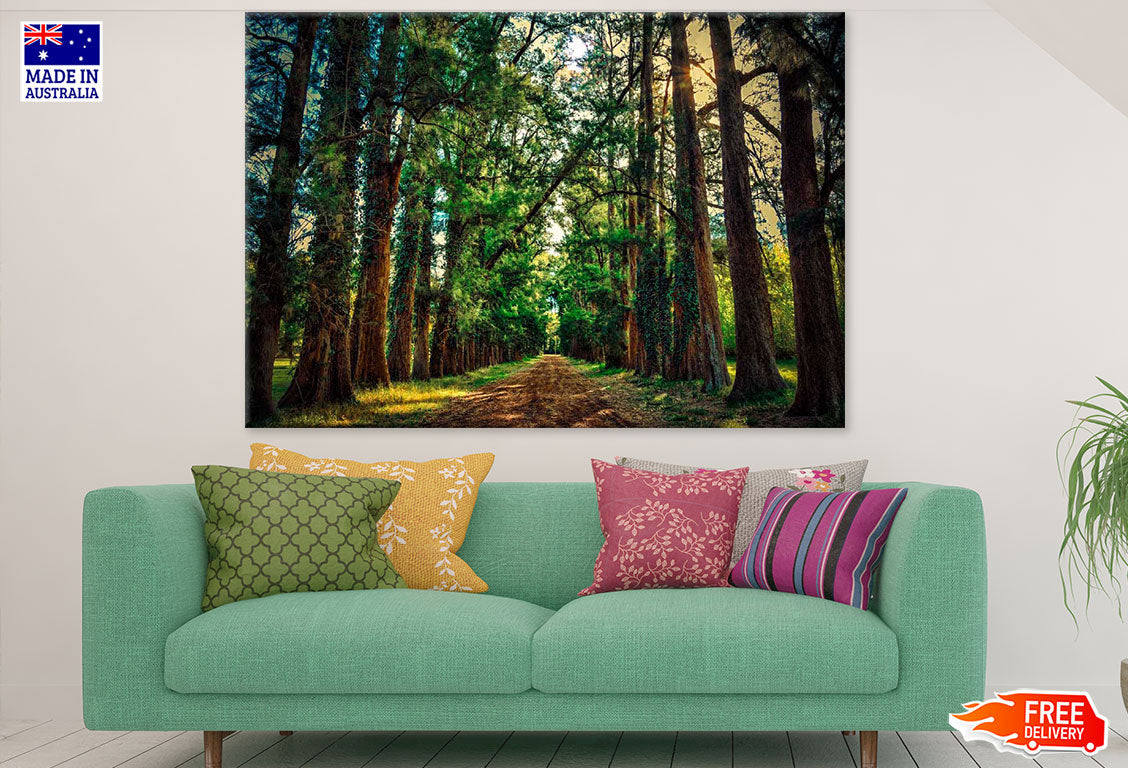 Road in Huge Tree Forest Photograph Print 100% Australian Made