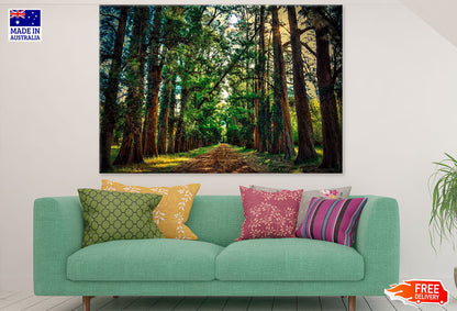 Road in Huge Tree Forest Photograph Print 100% Australian Made