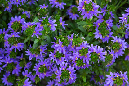 Purple Scaevola Flowers View Photograph Print 100% Australian Made