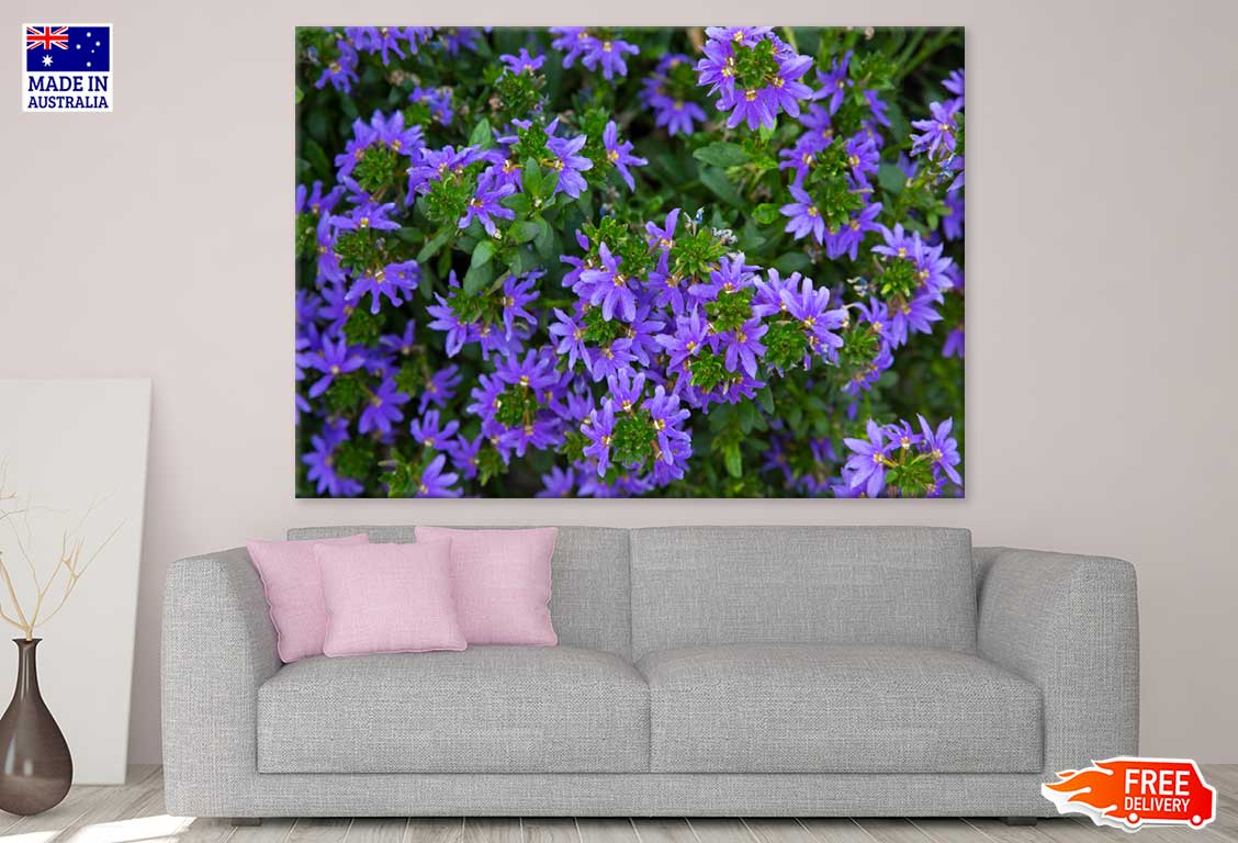 Purple Scaevola Flowers View Photograph Print 100% Australian Made