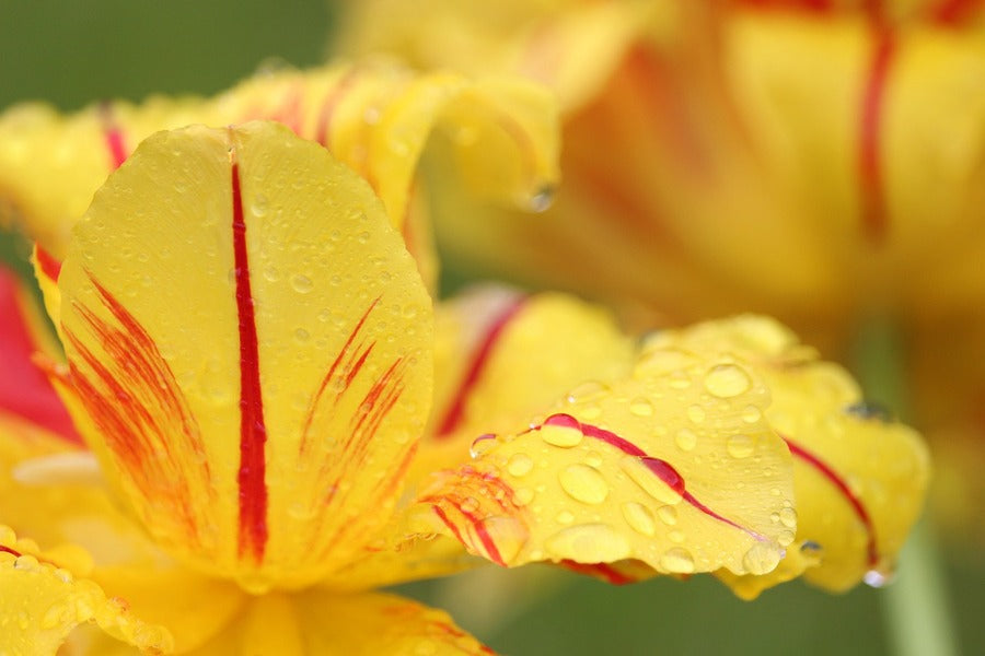 Yellow Red Flower Petals with Water Droplet Photograph Print 100% Australian Made