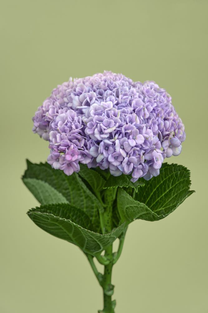 Flower Closeup Photograph Home Decor Premium Quality Poster Print Choose Your Sizes