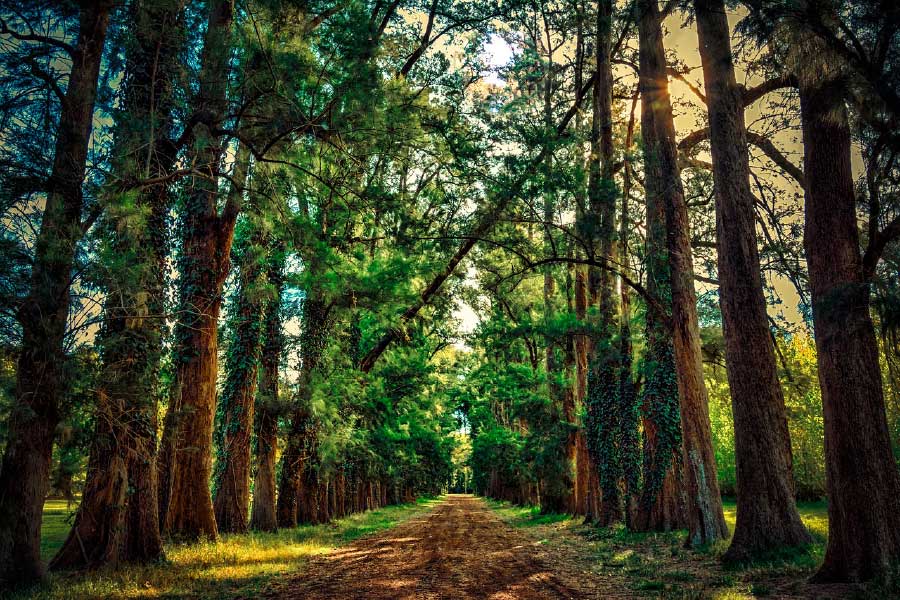 Road in Huge Tree Forest Photograph Print 100% Australian Made