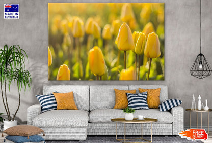 Yellow Tulip Flowers Closeup Photograph Print 100% Australian Made