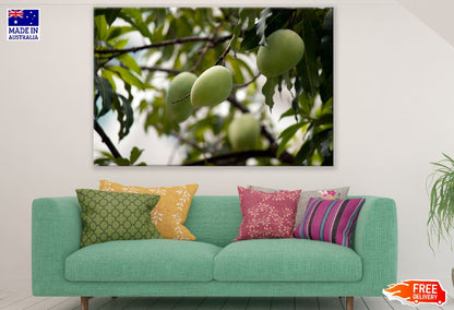 Mango Fruit Tree Photograph Print 100% Australian Made