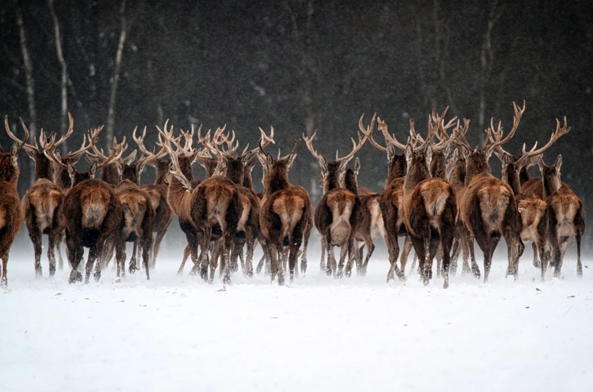 Deers in Snow Forest Photograph Home Decor Premium Quality Poster Print Choose Your Sizes