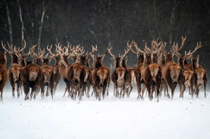 Deers in Snow Forest Photograph Home Decor Premium Quality Poster Print Choose Your Sizes