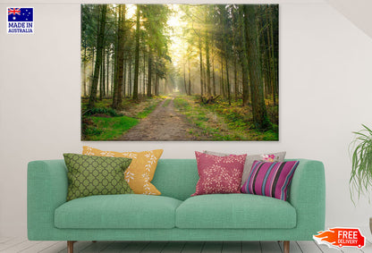 Road in Huge Tree Forest Photograph Print 100% Australian Made