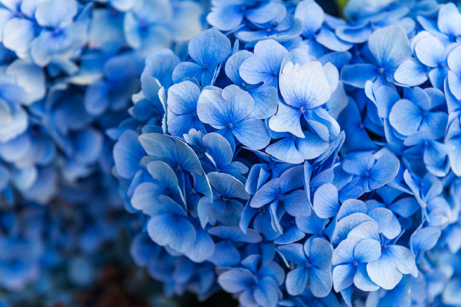 Blue Hydrangea Flower Photograph Print 100% Australian Made