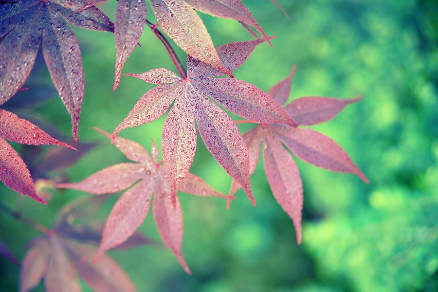 Pink Maple Leaves Photograph Print 100% Australian Made